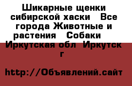 Шикарные щенки сибирской хаски - Все города Животные и растения » Собаки   . Иркутская обл.,Иркутск г.